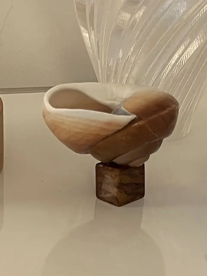 Verre à vin en coquille de conque naturelle fait à la main, tige transparente, gobelet d'art, orneme