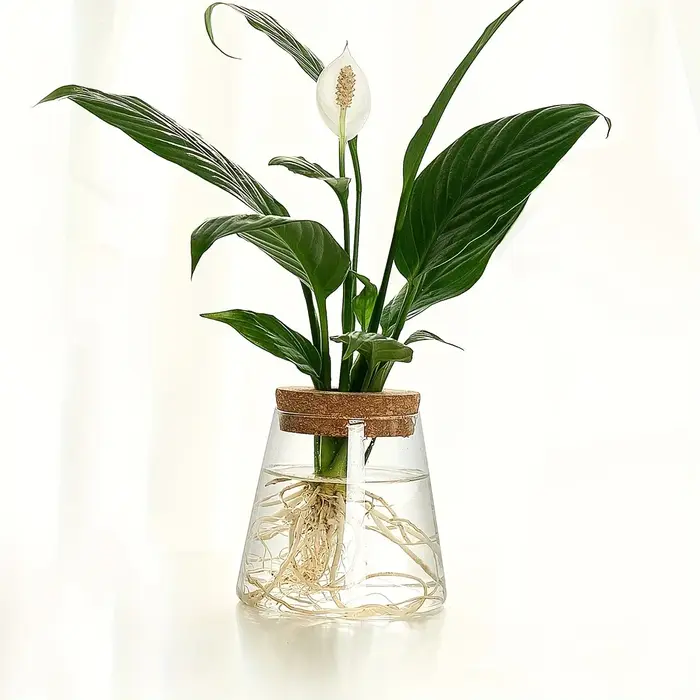 Station de propagation avec vases en verre – Support pour plantes de table pour coupures hydroponiques