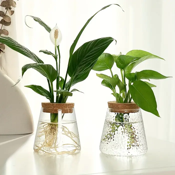 Station de propagation avec vases en verre – Support pour plantes de table pour coupures hydroponiques