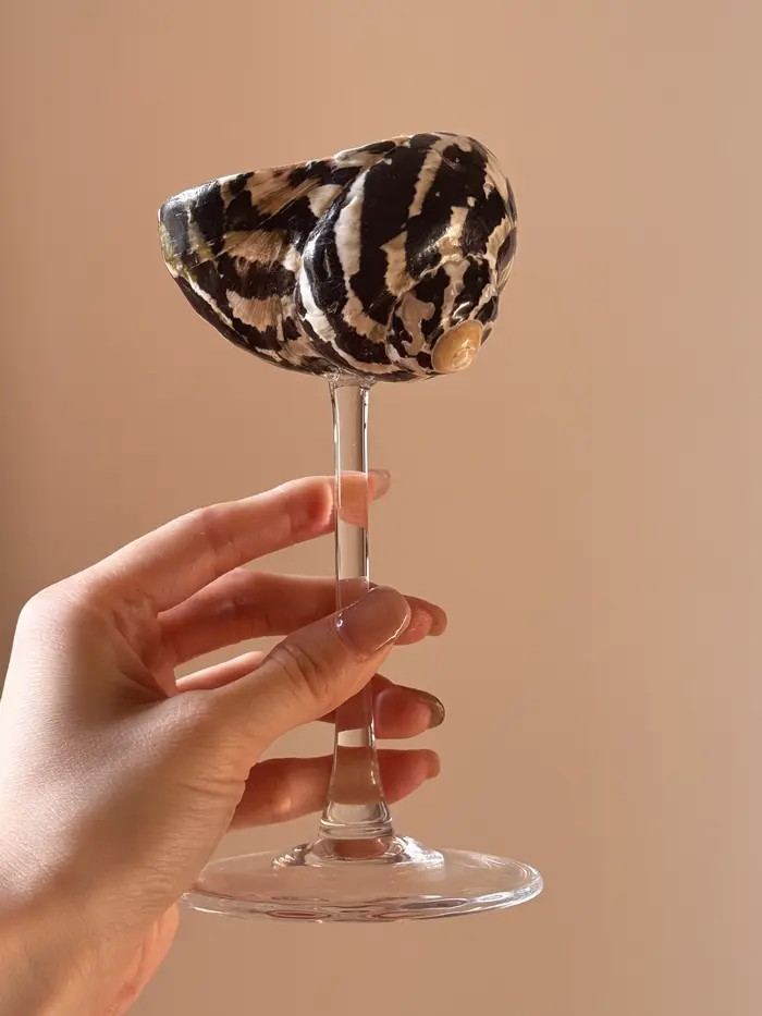 AhunderJiaz – Gobelet en verre naturel en forme de coquille, tasse Highball au Design Unique pour Ba