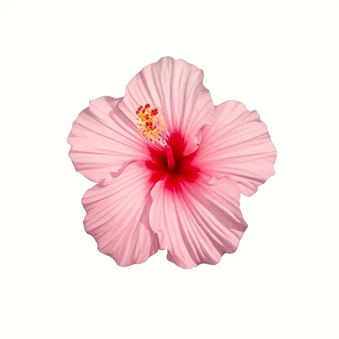 Ensemble de 4 moules en Silicone pour fleurs d'hibiscus